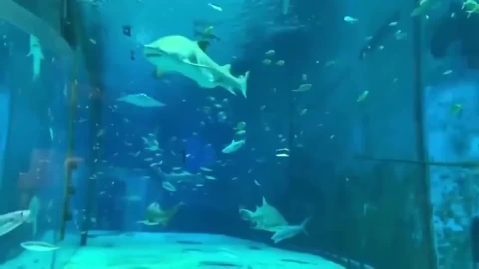 沪江开心词场